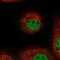 TOG Array Regulator Of Axonemal Microtubules 1 antibody, PA5-65645, Invitrogen Antibodies, Immunofluorescence image 