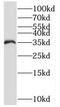 Pad1 antibody, FNab06886, FineTest, Western Blot image 