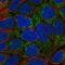 hMCS antibody, PA5-61632, Invitrogen Antibodies, Immunofluorescence image 