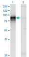 Hedgehog Interacting Protein antibody, LS-C105169, Lifespan Biosciences, Western Blot image 