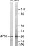Myogenic Factor 6 antibody, EKC1692, Boster Biological Technology, Western Blot image 