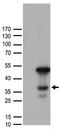 CCAAT/enhancer-binding protein alpha antibody, TA890066S, Origene, Western Blot image 