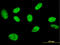 SPIN antibody, LS-B12789, Lifespan Biosciences, Immunofluorescence image 
