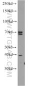 ERLIN2 antibody, 14781-1-AP, Proteintech Group, Western Blot image 