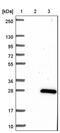 ADP Ribosylation Factor Like GTPase 6 Interacting Protein 1 antibody, PA5-60977, Invitrogen Antibodies, Western Blot image 