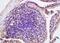 Cell Death Inducing DFFA Like Effector B antibody, orb13733, Biorbyt, Immunohistochemistry paraffin image 