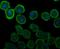 Carbonic anhydrase 2 antibody, NBP2-76974, Novus Biologicals, Immunocytochemistry image 