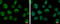 Transcription Factor 3 antibody, GTX110458, GeneTex, Immunofluorescence image 