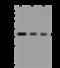 TruB Pseudouridine Synthase Family Member 2 antibody, 203840-T32, Sino Biological, Western Blot image 