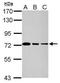 GTP Binding Protein 4 antibody, PA5-29192, Invitrogen Antibodies, Western Blot image 