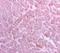 B Cell Receptor Associated Protein 31 antibody, GTX15044, GeneTex, Immunohistochemistry frozen image 