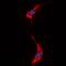 NRG-1 antibody, orb214036, Biorbyt, Immunofluorescence image 