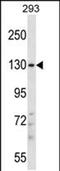 Phosphatidylinositol Transfer Protein Membrane Associated 2 antibody, PA5-48616, Invitrogen Antibodies, Western Blot image 