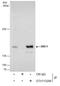 Structural Maintenance Of Chromosomes 1A antibody, GTX113299, GeneTex, Immunoprecipitation image 