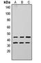 Apolipoprotein L3 antibody, orb235020, Biorbyt, Western Blot image 