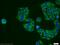 EP300 Interacting Inhibitor Of Differentiation 1 antibody, 11734-1-AP, Proteintech Group, Immunofluorescence image 