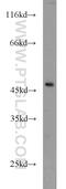 Angiopoietin Like 5 antibody, 13986-1-AP, Proteintech Group, Western Blot image 