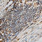 Hepatic lipase antibody, A1430, ABclonal Technology, Immunohistochemistry paraffin image 