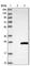 Prenylated Rab acceptor protein 1 antibody, HPA029171, Atlas Antibodies, Western Blot image 