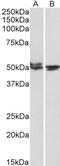 DPY30 Domain Containing 1 antibody, 42-509, ProSci, Enzyme Linked Immunosorbent Assay image 