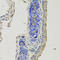Gephyrin antibody, STJ111307, St John