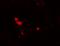 Zinc Finger Protein 384 antibody, orb242094, Biorbyt, Immunofluorescence image 