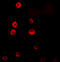 Steroid Receptor Associated And Regulated Protein antibody, 7289, ProSci, Immunofluorescence image 