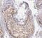 Salt Inducible Kinase 1 antibody, FNab07866, FineTest, Immunohistochemistry frozen image 