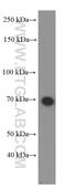 Chaperone protein DnaK antibody, 66183-1-Ig, Proteintech Group, Western Blot image 