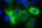 His tag antibody, 652509, BioLegend, Immunofluorescence image 
