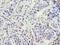 ZFP69 Zinc Finger Protein B antibody, LS-C394529, Lifespan Biosciences, Immunohistochemistry paraffin image 