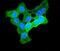 Enolase 1 antibody, A01250-1, Boster Biological Technology, Immunofluorescence image 