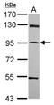 PPFIA Binding Protein 1 antibody, NBP2-19898, Novus Biologicals, Western Blot image 