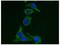 Keratin 19 antibody, AM08176PU-N, Origene, Immunofluorescence image 