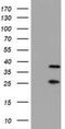 Proteasome 20S beta7 subunit antibody, NBP2-01832, Novus Biologicals, Western Blot image 