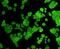 Hematopoietic Prostaglandin D Synthase antibody, A05745, Boster Biological Technology, Western Blot image 