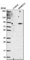 MAM Domain Containing 2 antibody, PA5-54516, Invitrogen Antibodies, Western Blot image 