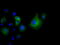 Von Willebrand Factor A Domain Containing 5A antibody, TA501570, Origene, Immunofluorescence image 