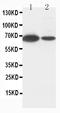 Lamin B1 antibody, PA1048, Boster Biological Technology, Western Blot image 