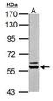 Pyruvate Kinase L/R antibody, GTX111536, GeneTex, Western Blot image 