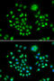 ArfGAP With FG Repeats 1 antibody, 15-027, ProSci, Immunofluorescence image 