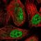 Spermatogenesis Associated 5 Like 1 antibody, NBP1-92430, Novus Biologicals, Immunofluorescence image 