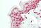 Ephrin B2 antibody, ARP31638_P050, Aviva Systems Biology, Immunohistochemistry frozen image 