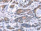 Synaptotagmin-4 antibody, CSB-PA193423, Cusabio, Immunohistochemistry paraffin image 