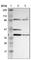 DSN1 Component Of MIS12 Kinetochore Complex antibody, HPA002813, Atlas Antibodies, Western Blot image 