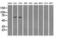 Leukotriene A(4) hydrolase antibody, LS-C114766, Lifespan Biosciences, Western Blot image 