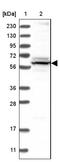 Hemogen antibody, NBP1-84909, Novus Biologicals, Western Blot image 