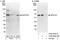 Spermatogenesis Associated 2 antibody, A302-493A, Bethyl Labs, Immunoprecipitation image 