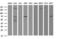 Methyltransferase-like protein 16 antibody, LS-C173908, Lifespan Biosciences, Western Blot image 