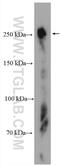hScrib antibody, 27083-1-AP, Proteintech Group, Western Blot image 